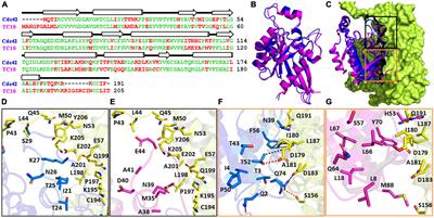 Differential modulation of collybistin conformational dynamics by the closely related GTPases Cdc42 and TC10